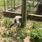 POLICE EVACUATES BODY OF A SUSPECTED TRANSFORMER VANDAL AT BORNO STATE UNIVERSITY