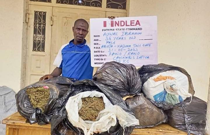  NDLEA destroys 3 tons of skunk in Edo forest, seizes 76.9kg Loud from Canada