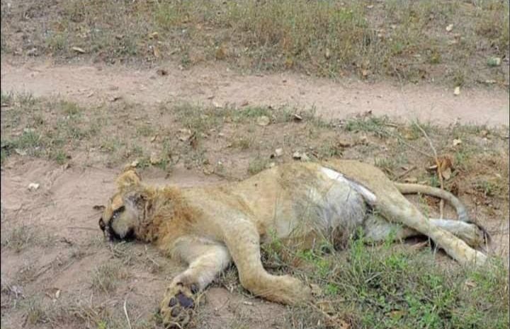  BREAKING: Lion kills zookeeper during feeding in OAU