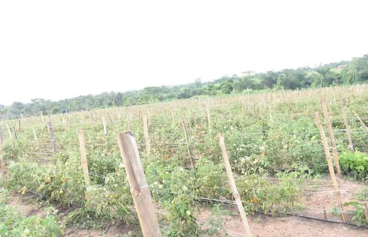  FUNAAB Plants Two Hectares of Tomatoes to Address Shortages