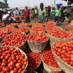 Drop In Prices Of Tomatoes In South West, Artificial or Natural Scarcity?