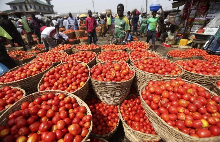  Drop In Prices Of Tomatoes In South West, Artificial or Natural Scarcity?