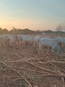 Police Arrest 2 Suspected Armed Robbers, Recover 34 Rustled Cows in Nasarawa