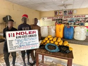 NDLEA Busts Cannabis Plantation In Kano, Arrests 3 Suspects With 125 Litres Of ‘Suck And Die’