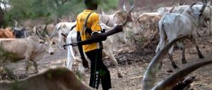 Herdsmen Invade Ogun Community, Destroy Five-hectare Rice Plantation