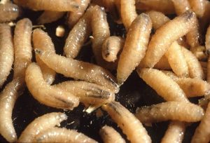 Cases Of Flesh-Eating Screw Worms Increase by 53% In Mexico; Fears Spread Towards Northern USA