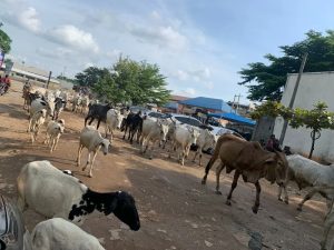 FG INITIATE MEASURES TO STOP OPEN GRAZING IN ABUJA CITY CENTRE