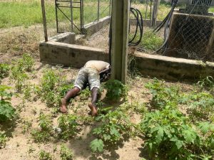 POLICE EVACUATES BODY OF A SUSPECTED TRANSFORMER VANDAL AT BORNO STATE UNIVERSITY