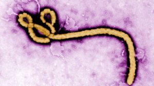 No Ebola Cases In Nigeria – NCDC