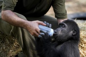 Baby Gorilla Rescued at Istanbul Airport to Return to Nigeria