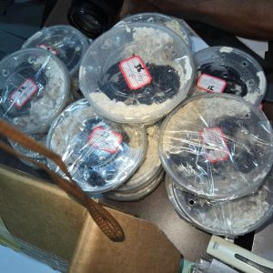 MMAC Customs Intercepts 17 Live Scorpions, Reaffirms Resolve Against Illegal Wildlife Trade