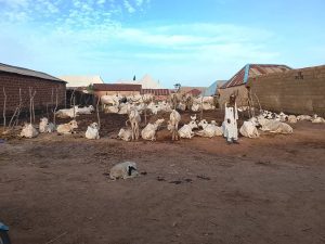 Police Arrest Three child Traffickers, Drug Barron with Recovered Cattle