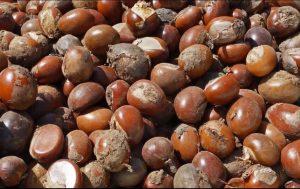 TINUBU OKAYS EXTENSION OF BAN ON RAW SHEA NUT EXPORT
