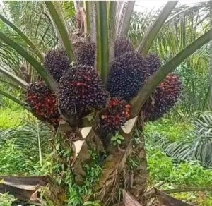 FG to Develop New Policy on Strengthening Palm Oil Production for Self Sufficiency
