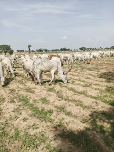 Police Recover 245 Cattle From Bandits, Foil Kidnap Attempt In Kaduna