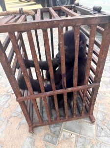 Customs Rescues Baby Gorilla, Arrest Suspected Wildlife Trafficker in Kano