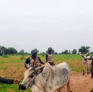 Troops Rescue 97 Cattle, 50 Sheep From Bandits, Capture Two Terrorists In Katsina