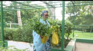 First Lady Oluremi Tinubu Records Another Harvests From Villa Garden