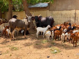 Police Foils Bandits Attacks, Recovers 368 Rustled Animals In Sokoto State