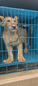 Customs Intercepts Wildlife Trafficking Ring, Rescues Two Lion Cubs at Abuja Airport