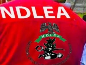 NDLEA Seizes N4.4bn Cannabis Consignments, Arrests 101-Year-Old Woman, Others