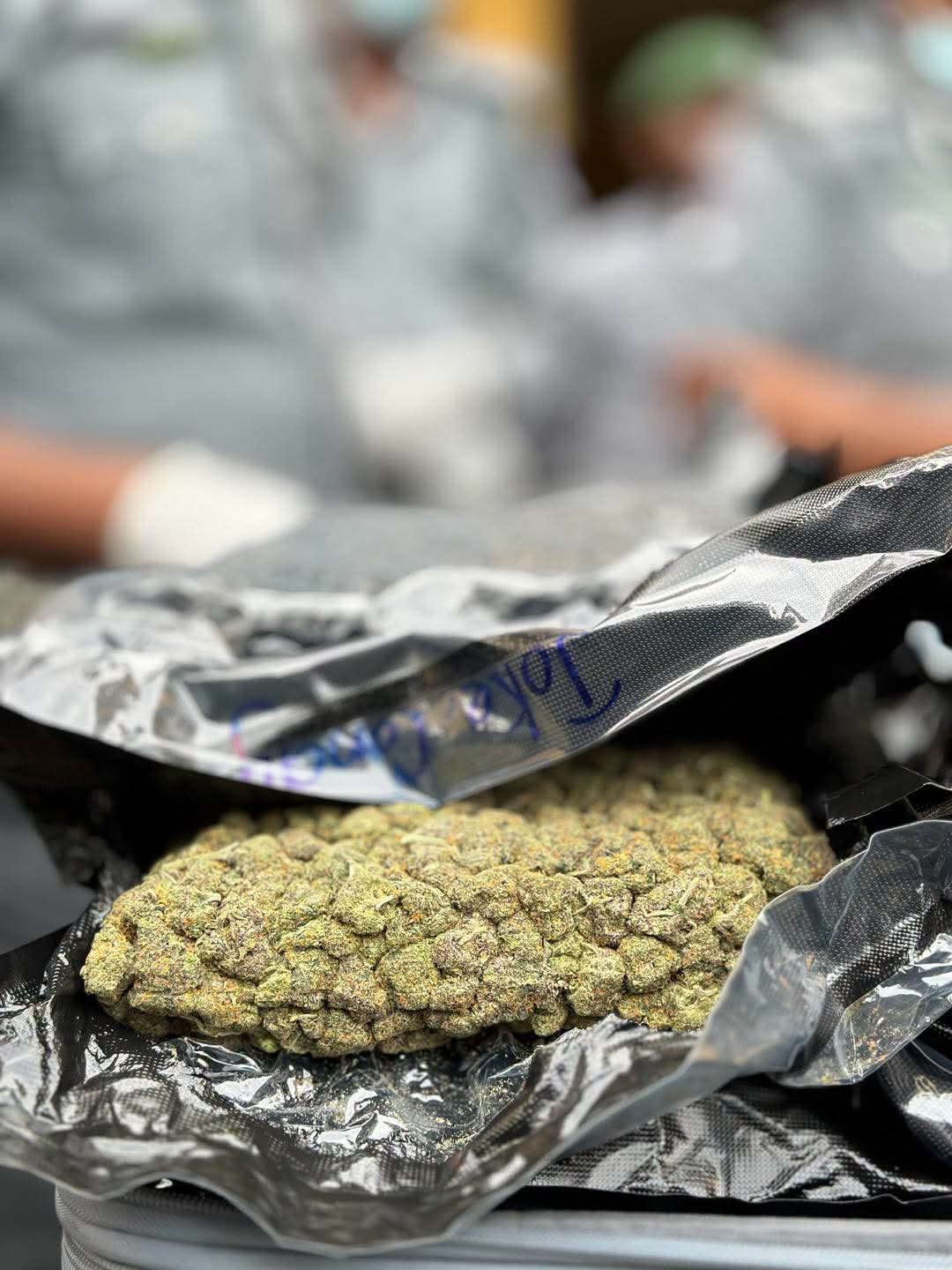 How Customs Intercepted High-Potency ‘Canadian Loud’ to Protect Youth Against Drug Addiction